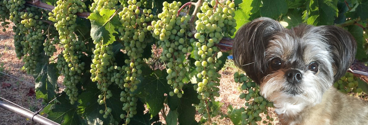 Dog Friendly Winery